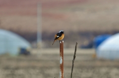 Phoenicurus auroreus