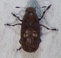 Euparius