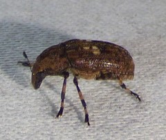 Euparius