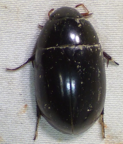 Hydrochara soror photo 2