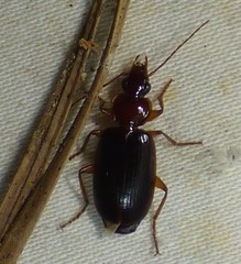 Cymindis