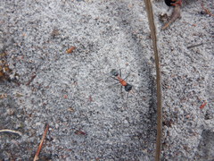 Myrmecia chasei