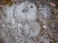 Myrmecia chasei