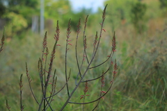 Aloe transvaalensis
