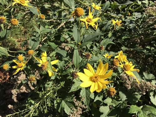 Helianthus tuberosus