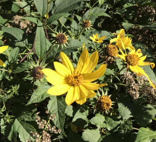 Helianthus tuberosus