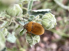 Orsilochides leucoptera