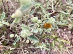 Orsilochides leucoptera