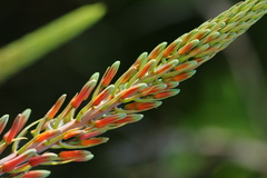 Aloe transvaalensis