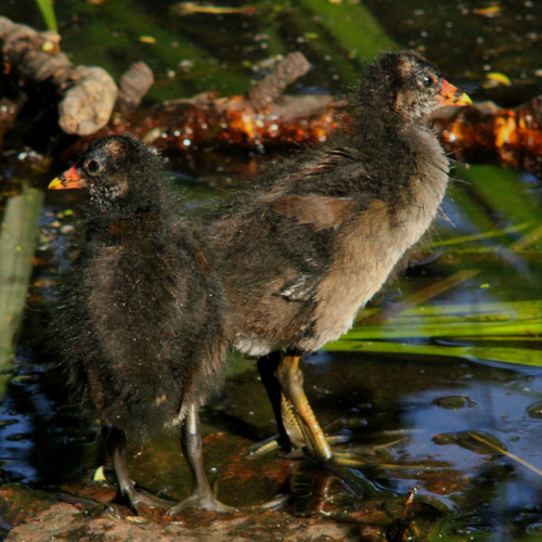 Foto de Common Moorhen