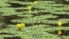 Ludwigia sedoides