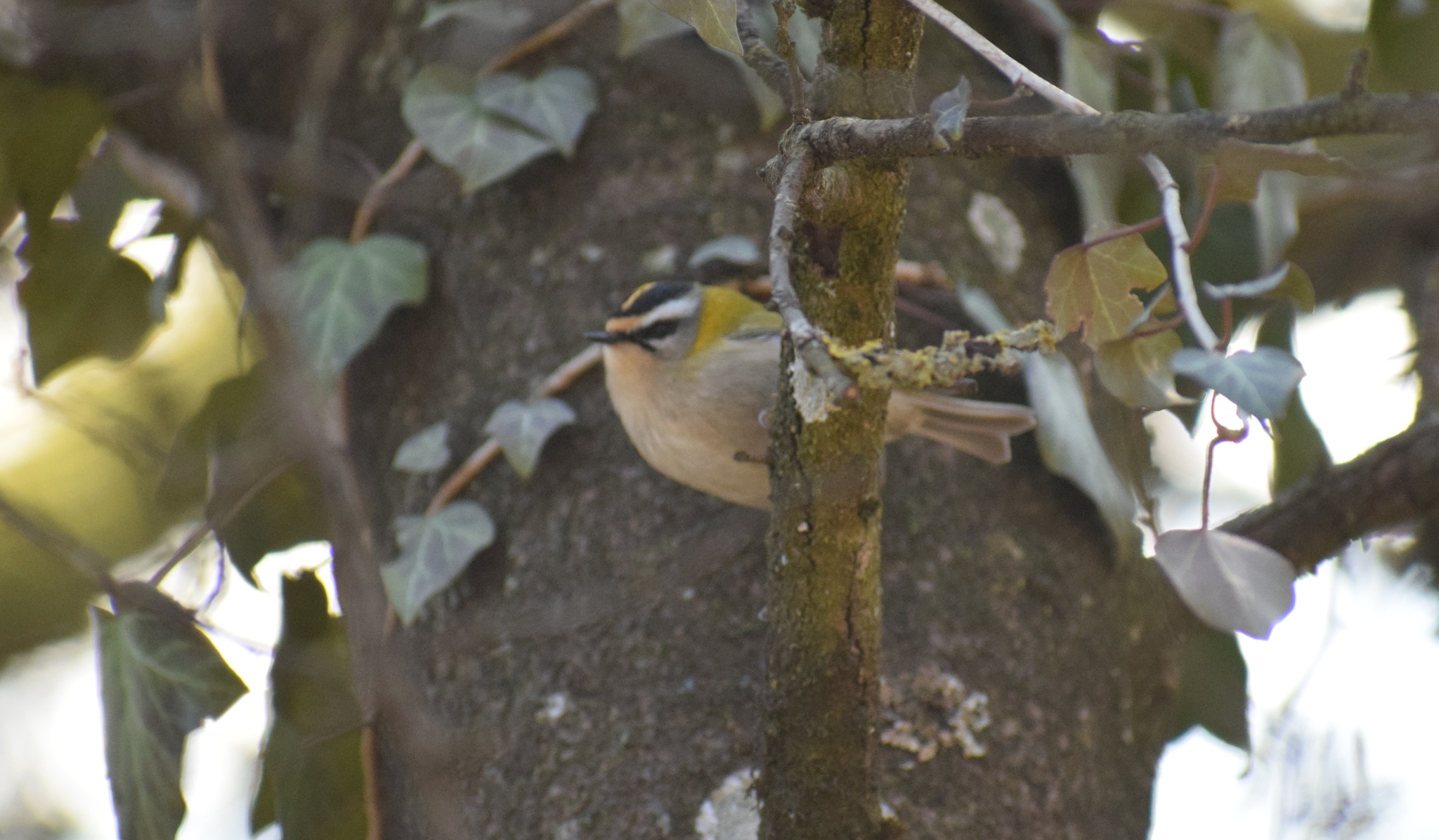 Common Firecrest (Regulus ignicapilla)