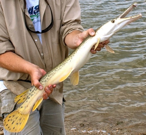 Alligator Gar