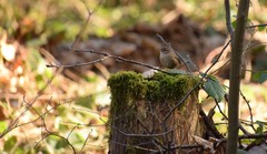 Troglodytes troglodytes