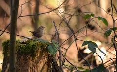 Troglodytes troglodytes