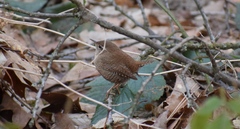 Troglodytes troglodytes