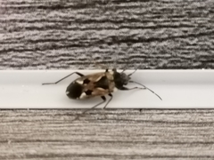 Rhyparochromus vulgaris