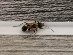 Rhyparochromus vulgaris