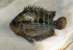 Herotilapia multispinosa