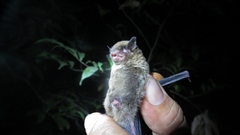 Myotis nigricans