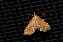Musotima ochropteralis