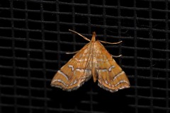 Musotima ochropteralis