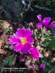 Pereskia grandifolia