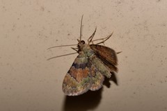 Gymnoscelis derogata