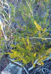 Passerina obtusifolia