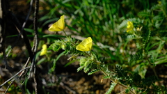 Tribulus zeyheri