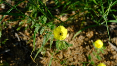 Tribulus zeyheri
