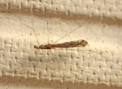 Empicoris rubromaculatus