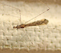 Empicoris rubromaculatus