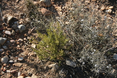 Passerina obtusifolia