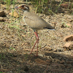 Rhinoptilus chalcopterus