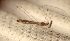 Empicoris rubromaculatus