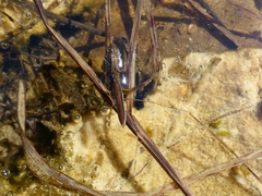 Limnoporus dissortis