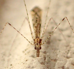 Empicoris rubromaculatus