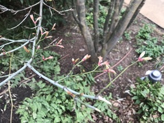 Angiospermae