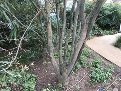 Angiospermae