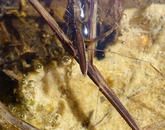 Limnoporus dissortis