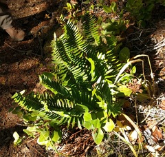 Polystichum imbricans imbricans