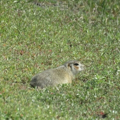 Spermophilus erythrogenys