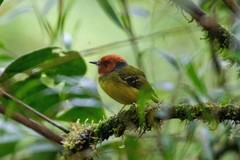 Poecilotriccus luluae