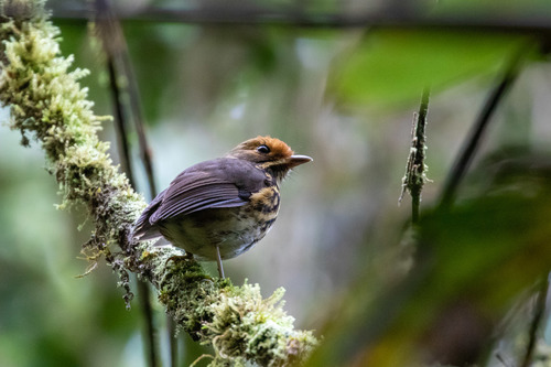 Ochre-fronted Antpitta
