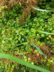 Muehlenbeckia complexa complexa