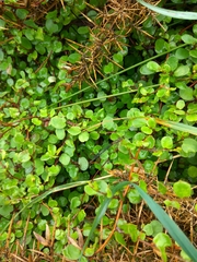 Muehlenbeckia complexa complexa