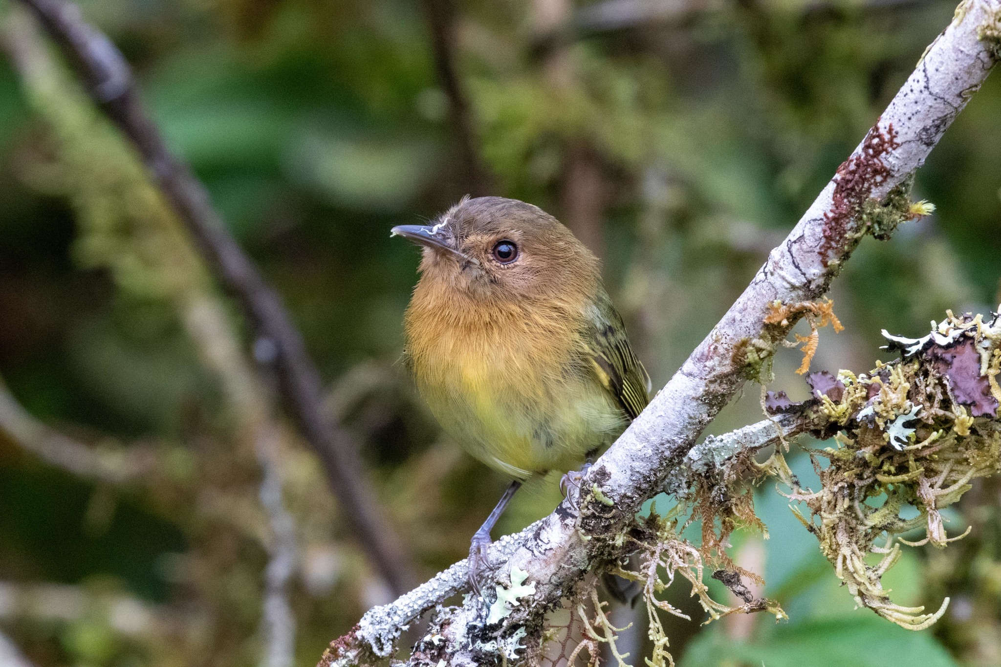 Cinnamon-breasted Tody-Tyrant illustration