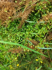 Muehlenbeckia complexa complexa