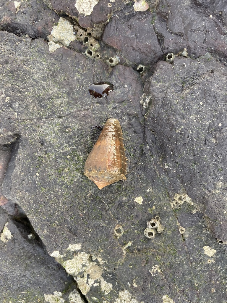 Conus biliosus